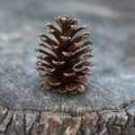 How To Scale Pine Cone Petals