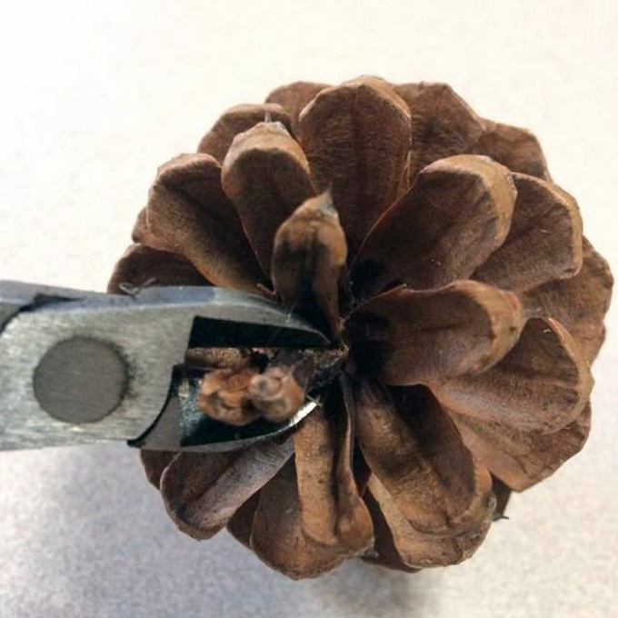Pine Cone Rudolph Snip